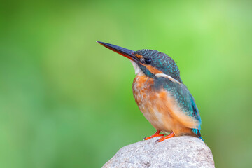 The common kingfisher (Alcedo atthis) also known as the Eurasian kingfisher, and river kingfisher