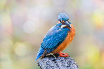 The common kingfisher (Alcedo atthis) also known as the Eurasian kingfisher, and river kingfisher
