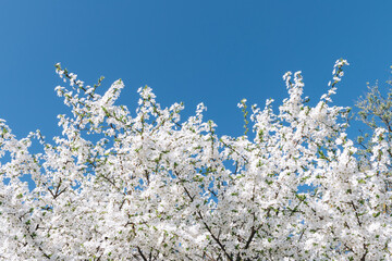 Spring blossom with blue sky an white flowers on a beautiful spring day. Beautiful cherry blossom sakura in spring time over blue sky. Beautifully blossoming tree branch apple. Easter. Allergy season