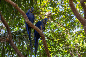 This is a picture of the famous macaw parrot (ara parrot). Photo shot in the jungle of the Pantanal area in Brazil.