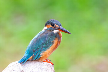 The common kingfisher (Alcedo atthis) also known as the Eurasian kingfisher, and river kingfisher