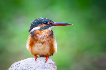 The common kingfisher (Alcedo atthis) also known as the Eurasian kingfisher, and river kingfisher