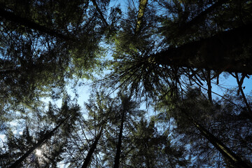 view of trees in forest