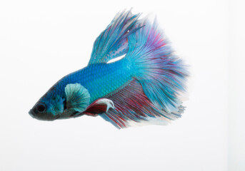 siamese fighting fish in white background