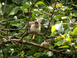 little sparrows on a tree branch