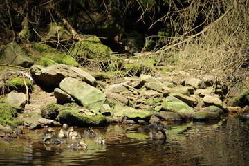 ducklings in deep forest