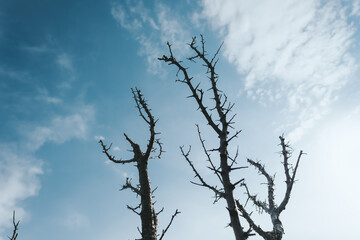 Dry dead tree branches and blue sky with clouds. The concept of environmental pollution and the negative impact of man on nature.