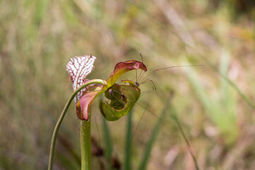 Sarracenia leucophylla und Weberknecht in Santa Rosa County, Florida, USA