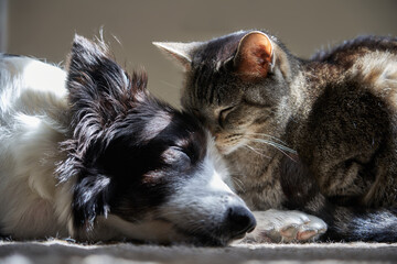 Dog and Cat at peace and sleeping together. Frontal view. Border Collie and Brown Tabby cat.