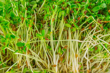 Micro greens arugula sprouts closeup on the pile of buds seeds ad greens