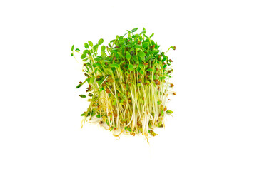 Micro greens arugula sprouts closeup on the pile of buds seeds ad greens