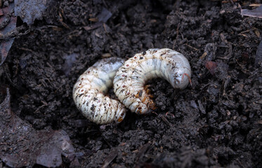 Beetle larvae (grub) are soft- bodied, soil-dwelling insects with a light brown head. Grub worm are a source of protein foods that people can eat.