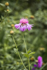 One lilac flower in a flower glade. Meadow with flowers. photo with blurry background