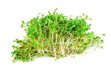 Micro greens arugula sprouts closeup on the pile of buds seeds ad greens