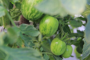 striped green tomato growing on bush