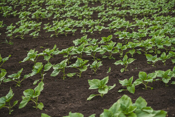 Field plantation with a growing young sunflower, agricultural industry.