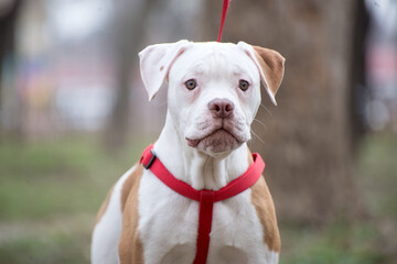 Obraz premium American Bulldog puppy on nature