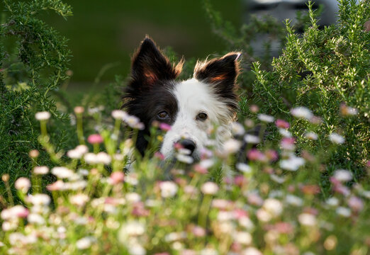Border Collie playing in the daisies early morning frontal view and back lit.