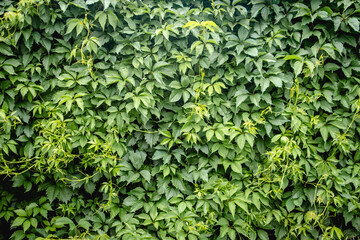 Green leaf texture. Background from a climbing plant. Bright green background. Hedge