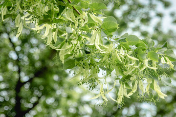 Branch of linden tree. Linden