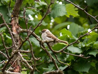 one little sparrow on a branch