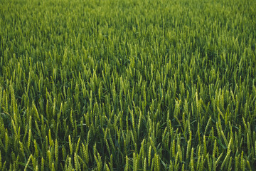 Field with green wheat, agricultural industry.