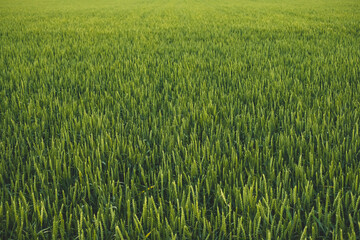 Field with green wheat, agricultural industry.