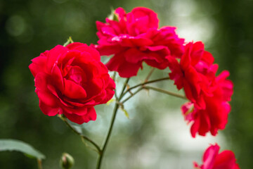 Scarlet roses. Garden with flowers, roses. Home garden concept with flowers. Photo with blurry background.