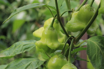 ripe peppers in the form of a bell