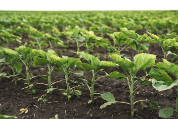 Field plantation with a growing young sunflower, agricultural industry.