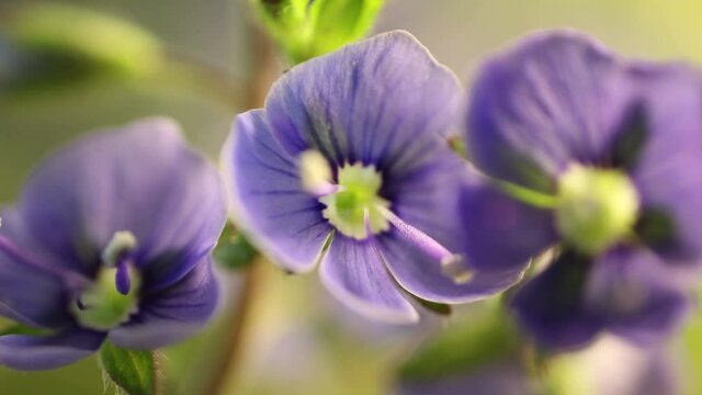 blue flowers blooming, opening its blossom, spring time lapse, extreme close up Veronica chamaedrys