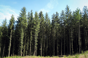 pine trees