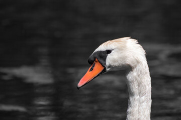 swan on the lake