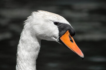 close up of a white swan