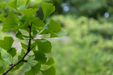Fototapeta na wymiar Ginkgo tree leaves 