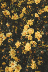 Spring  yellow roses, floral background.