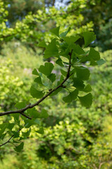 Fototapeta na wymiar Ginkgo leaves in a tree nature background 