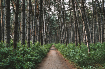 Fototapeta na wymiar The path through the forest spruce grove, wildlife. Natural background