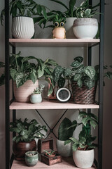 House plants on a wooden shelf.  Mini urban jungle with epipremnum and succulents plants.