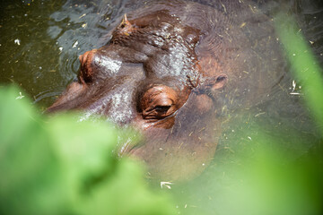 Fototapeta na wymiar Hippo cools down in water