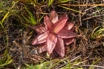 Pinguicula planifolia in Liberty County, Florida, USA
