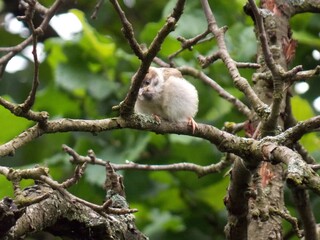 one little sparrow on a branch