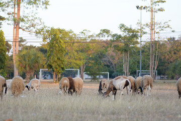 Obraz premium sheep eating grass.