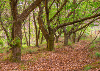 Bosque, naturaleza, verde.
