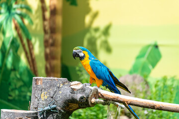 Ara parrot sitting on a branch