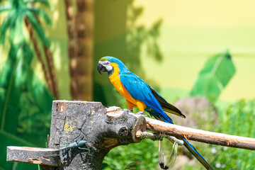 Ara parrot sitting on a branch