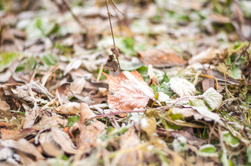 First snow