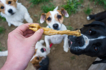 Portrait of a jack russell terrier dog eating meat in a spring garden full of sunshine.