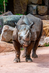 Naklejka premium Portrait of a black rhino in its territory
