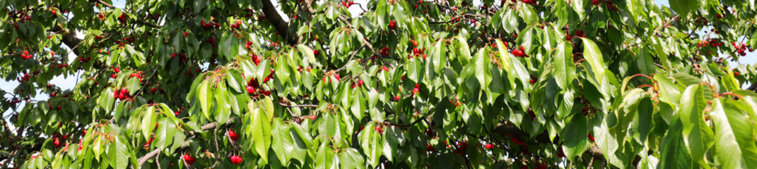green leaves and red cherries of a cherry tree in the horizontal